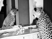 Leoparda con Glamour, Emma Rian Cheetah. Foto de Autor