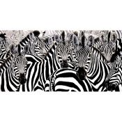 Zebras horizontal