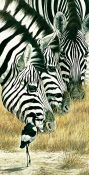 Zebras vertical