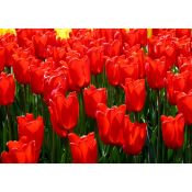 Campo de tulipanes rojos.