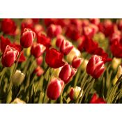 POP ART: Tulipanes en Primavera.
